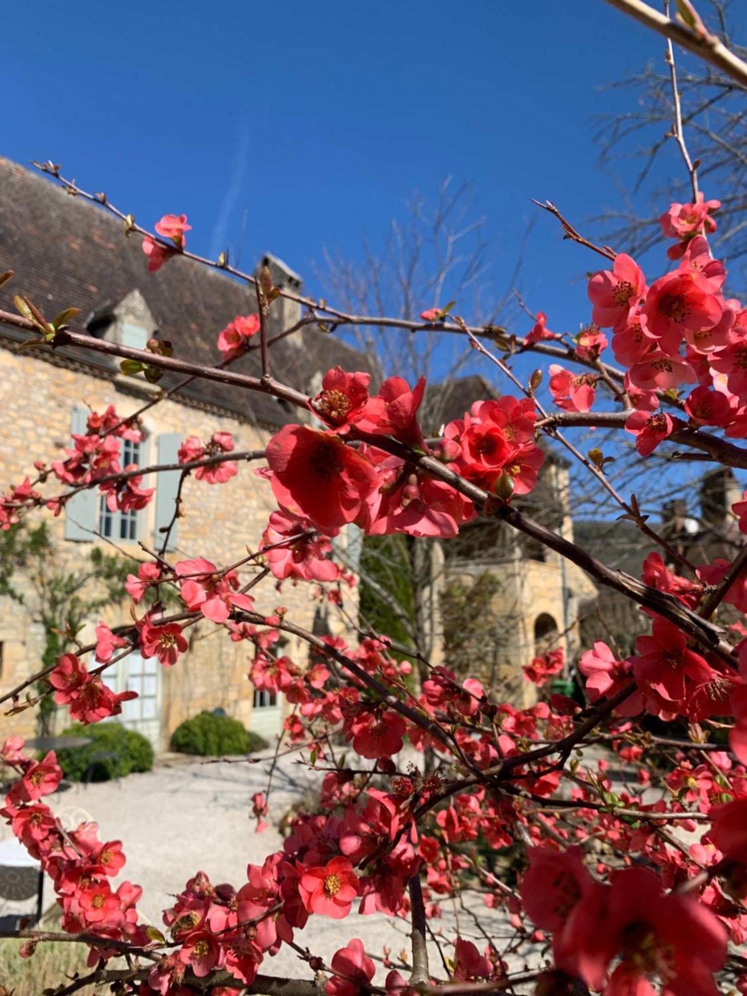 Bed and Breakfast La Tour De Cause Castelnaud-la-Chapelle Exterior foto